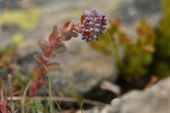 Hylotelephium anacampseros