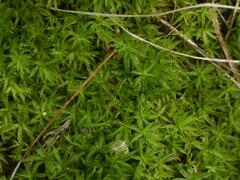 Atrichum undulatum
