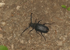 Prionus coriarius