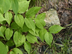 Diervilla lonicera