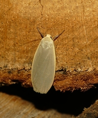 Eilema griseola