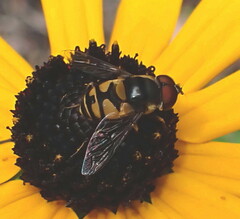 Eristalis transversa