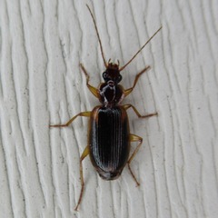 Cymindis limbata