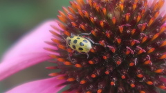 Diabrotica undecimpunctata