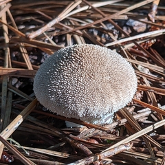 Lycoperdon marginatum
