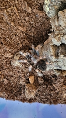 Brachypelma boehmei