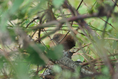 Troglodytes troglodytes