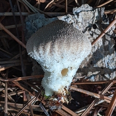 Lycoperdon marginatum