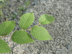 Betula alleghaniensis