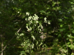 Nabalus trifoliolatus