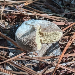 Lycoperdon marginatum