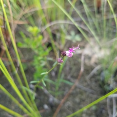 Vernonia blodgettii