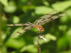 Celithemis eponina
