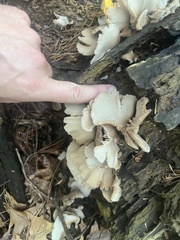 Crepidotus applanatus