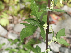 Nabalus trifoliolatus