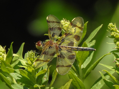 Celithemis eponina