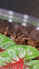 Brachypelma albiceps