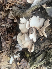 Crepidotus applanatus