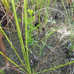 Vernonia blodgettii