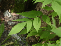 Sambucus racemosa