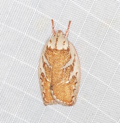 Euchaetis rhizobola