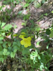 Aureolaria virginica