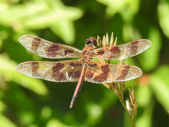 Celithemis eponina