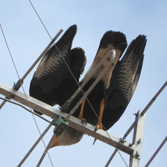 Caracara plancus