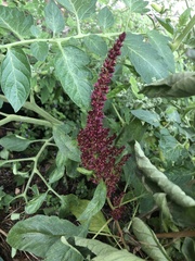 Amaranthus cruentus