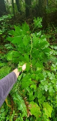Rubus spectabilis