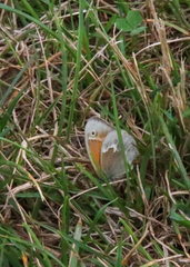 Coenonympha california