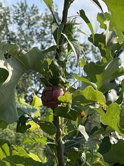 Andricus quercusstrobilanus