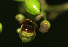 Scrophularia marilandica