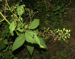 Scrophularia marilandica