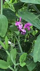Lathyrus latifolius