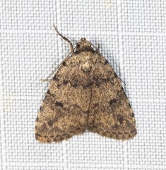 Tolpia conscitulana