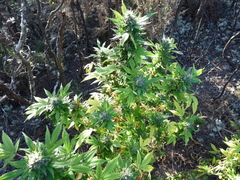 Cannabis sativa sativa