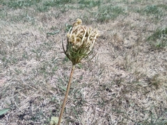 Daucus carota