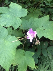Rubus odoratus