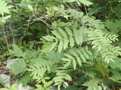 Sorbus americana