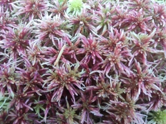 Sphagnum capillifolium