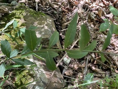 Aureolaria virginica