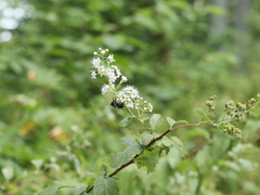 Spiraea alba