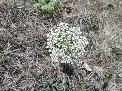 Daucus carota
