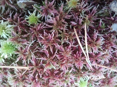 Sphagnum capillifolium
