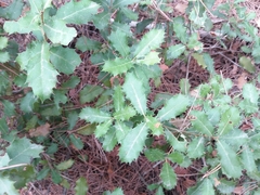 Quercus coccifera