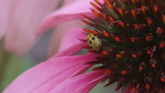 Diabrotica undecimpunctata