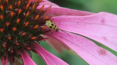 Diabrotica undecimpunctata