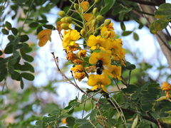 Xylocopa tabaniformis parkinsoniae