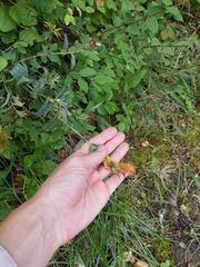 Castilleja angustifolia